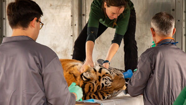 Knowsley Safari launches Home School Safari during Lockdown 